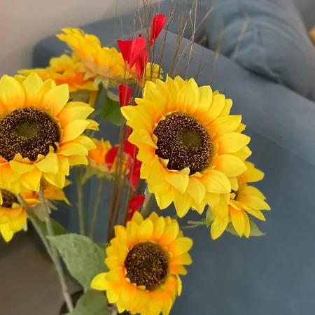 Sunflower Alezzi Resort Năvodari